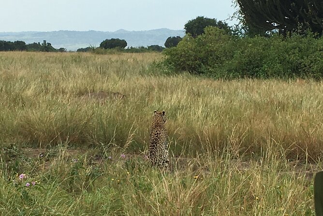 Queen Elizabeth Open Safari Jeeps for game drives. - Birdwatching adds another layer