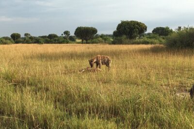 Queen Elizabeth Open Safari Jeeps for game drives.