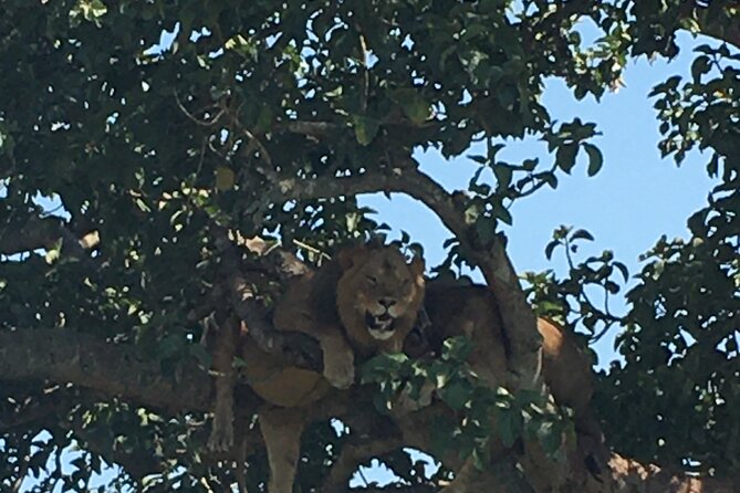 Queen Elizabeth Open Safari Jeeps for game drives. - Is $55 good value?