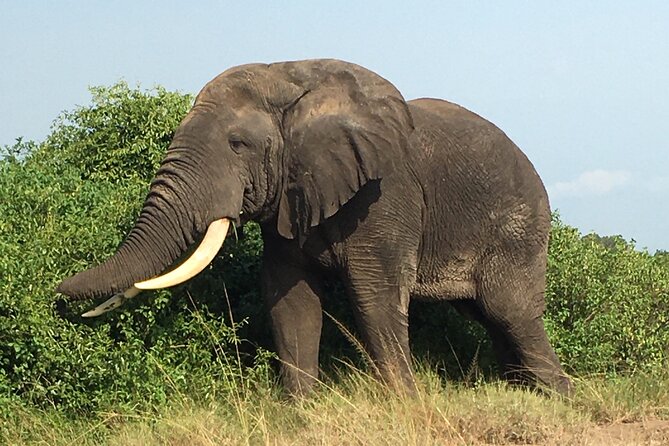 Queen Elizabeth Open Safari Jeeps for game drives. - Who will enjoy this safari most?