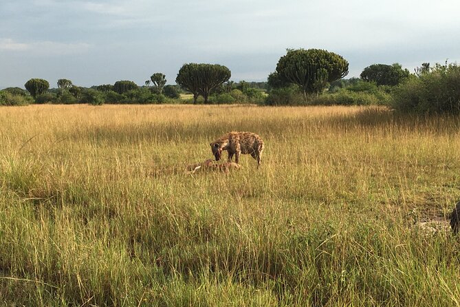 Queen Elizabeth Open Safari Jeeps for game drives. - What you may see during five hours