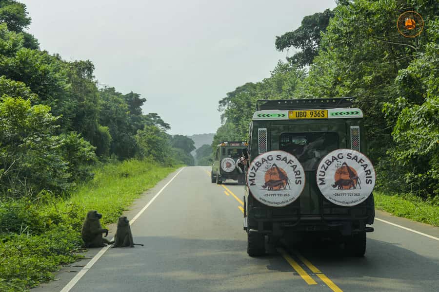 The Big5 3 Days Wildlife Adventure Experience in Uganda. - Vehicle quality, guiding, and the private-tour question