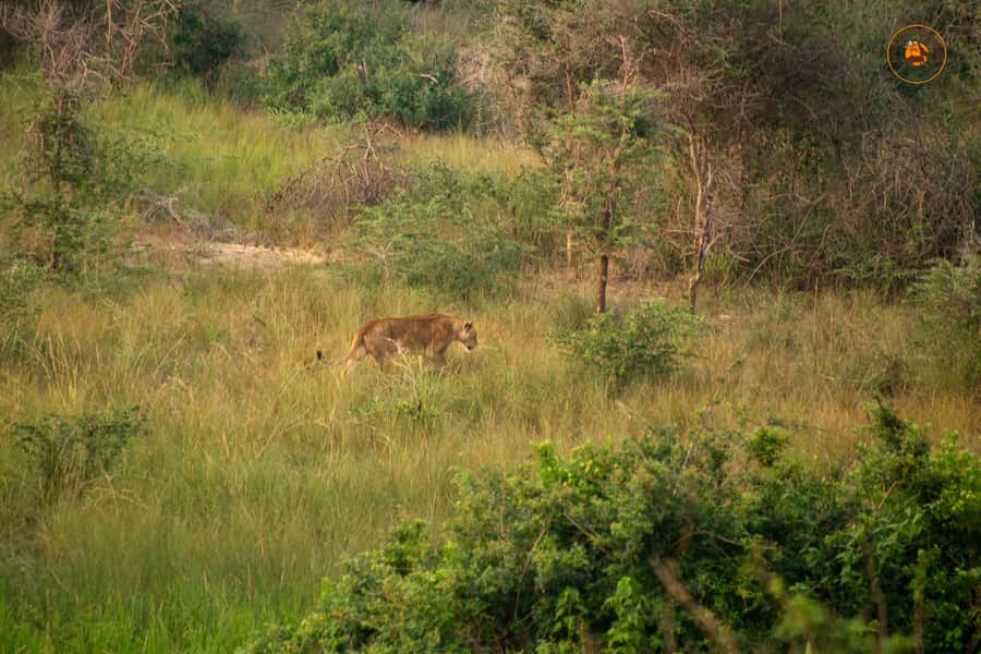 The Big5 3 Days Wildlife Adventure Experience in Uganda. - Is $900 per person fair value?