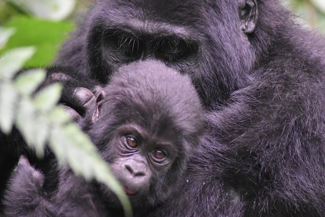 Three Days Gorilla Safaris In Uganda - Key points at a glance