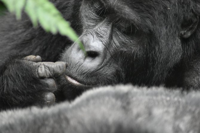 Three Days Gorilla Safaris In Uganda - From Kampala to Bwindi in one long day