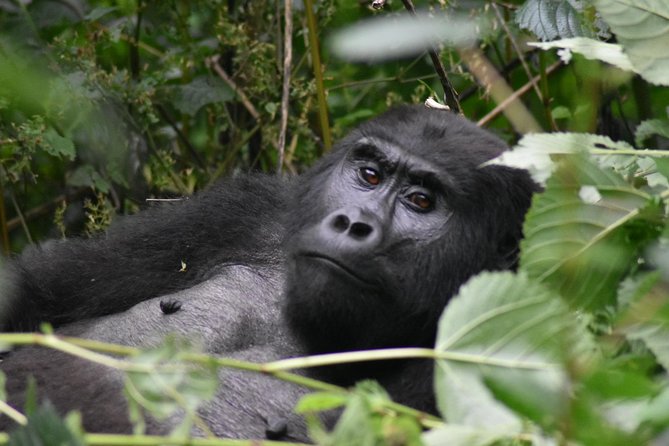 Three Days Gorilla Safaris In Uganda - What the gorilla trek demands