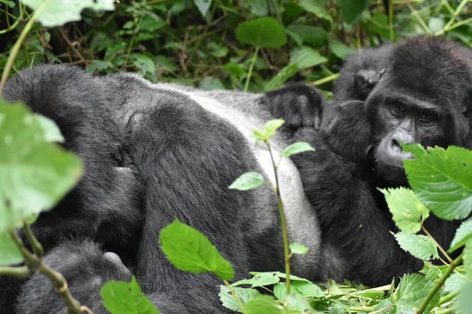 Three Days Gorilla Safaris In Uganda - The return to Entebbe or Kampala