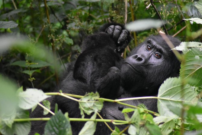 Three Days Gorilla Safaris In Uganda - Is $1,794.88 a fair price?