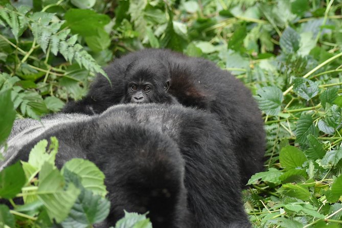 Three Days Gorilla Safaris In Uganda - What to confirm before you book