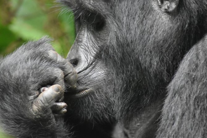 Three Days Gorilla Safaris In Uganda - A night beside Bwindi’s misty forest