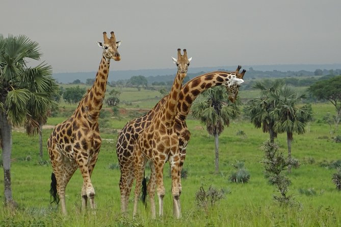 Three Days Murchison Falls National Park Tour in Uganda - The 2:00 pm Nile cruise