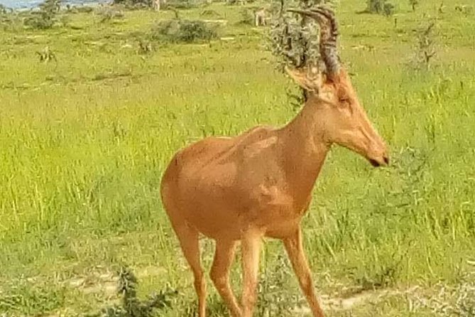 Three Days Murchison Falls National Park Tour in Uganda - Guides, service, and comfort
