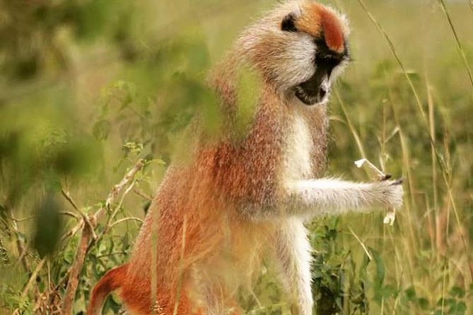 Three Days Murchison Falls National Park Tour in Uganda - Day 2: Wildlife in the northern sector
