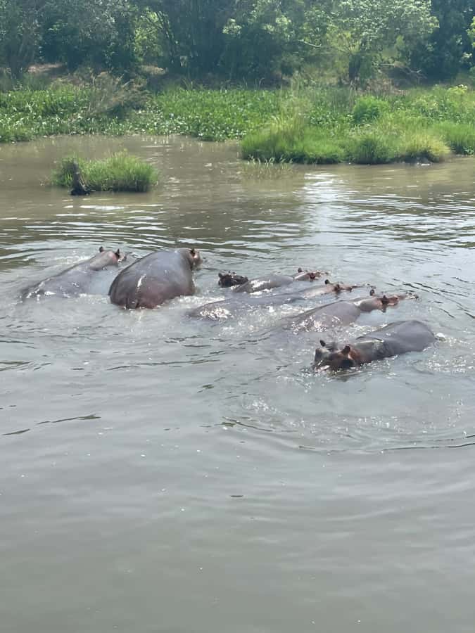 Uganda: 1-Day Murchison Falls Park Safari with Boat cruise - Why Murchison Falls makes a strong one-day safari