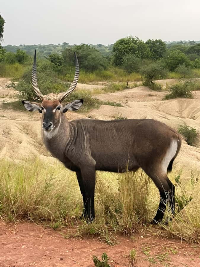 Uganda: 1-Day Murchison Falls Park Safari with Boat cruise - Three hours on the Murchison Falls game drive