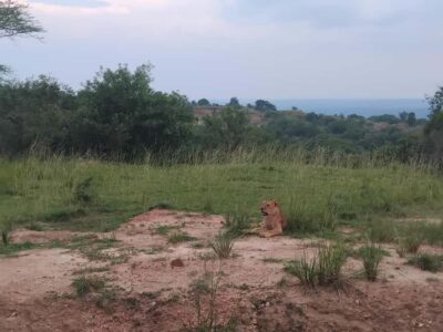 Uganda: 1-Day Murchison Falls Park Safari with Boat cruise