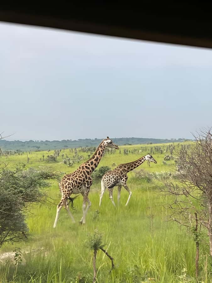 Uganda: 1-Day Murchison Falls Park Safari with Boat cruise - A Nile cruise with hippos and crocodiles