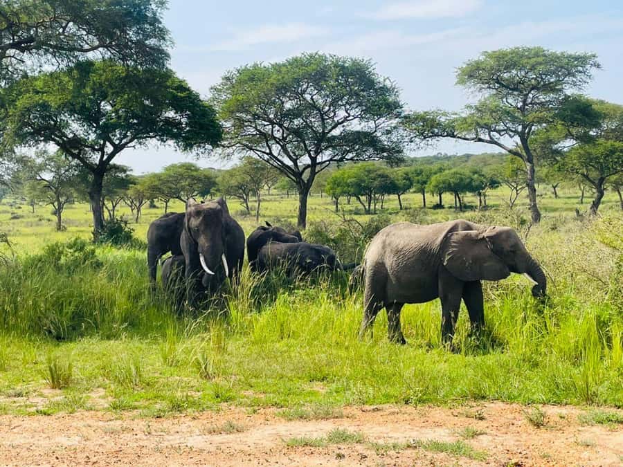 Uganda: 1-Day Murchison Falls Park Safari with Boat cruise - Seeing the Nile from the top of Murchison Falls