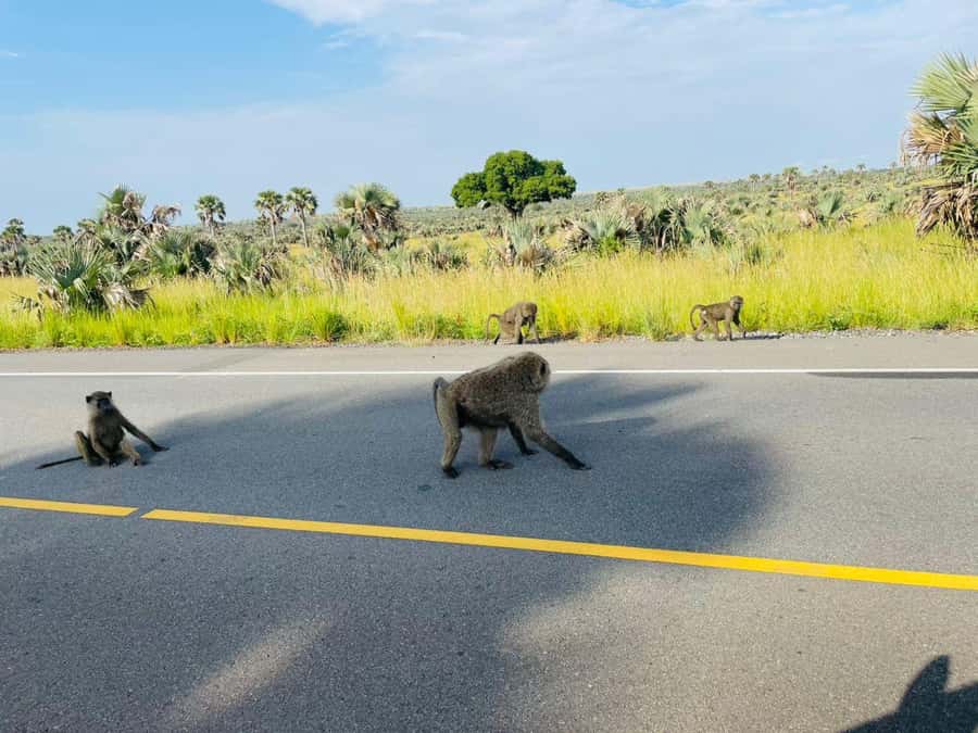Uganda: 1-Day Murchison Falls Park Safari with Boat cruise - What the $480 price includes