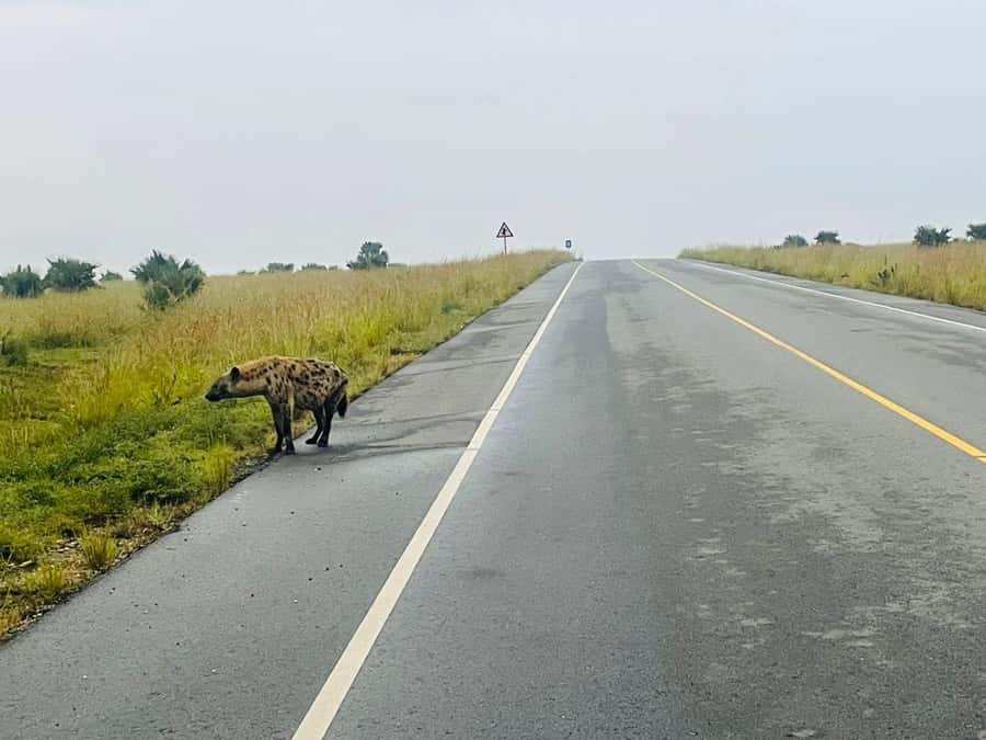 Uganda: 1-Day Murchison Falls Park Safari with Boat cruise - The private format and guide support