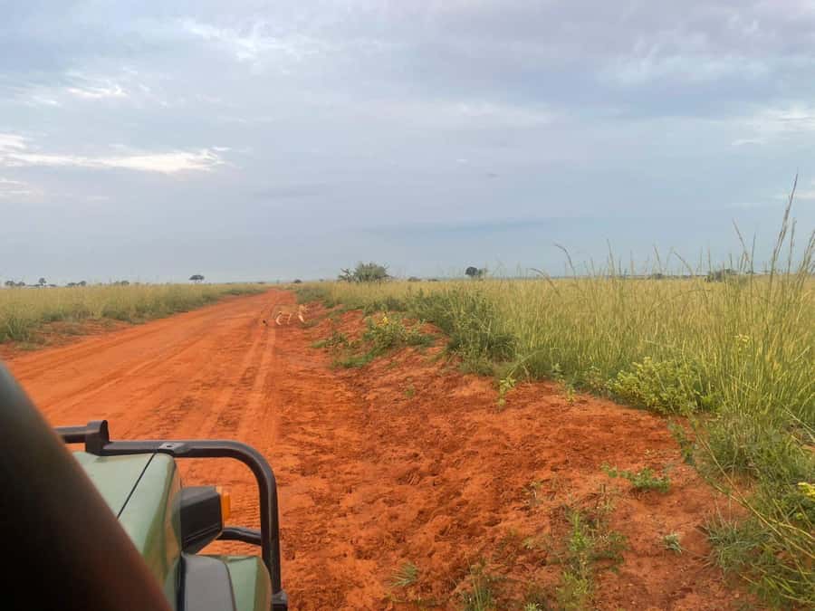 Uganda: 1-Day Murchison Falls Park Safari with Boat cruise - Who should book this safari