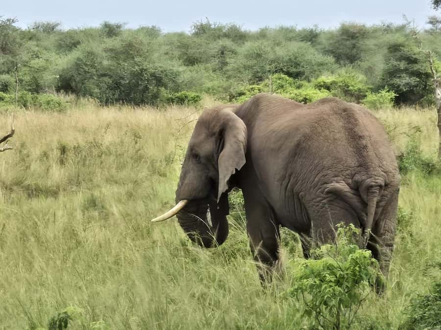 Uganda: 2-Day Murchison Falls Park Safari with Boat cruise - Key points at a glance