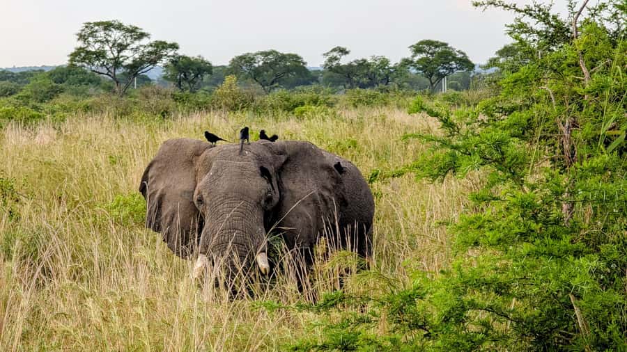 Uganda: 2-Day Murchison Falls Park Safari with Boat cruise - Why Murchison Falls works well in only two days