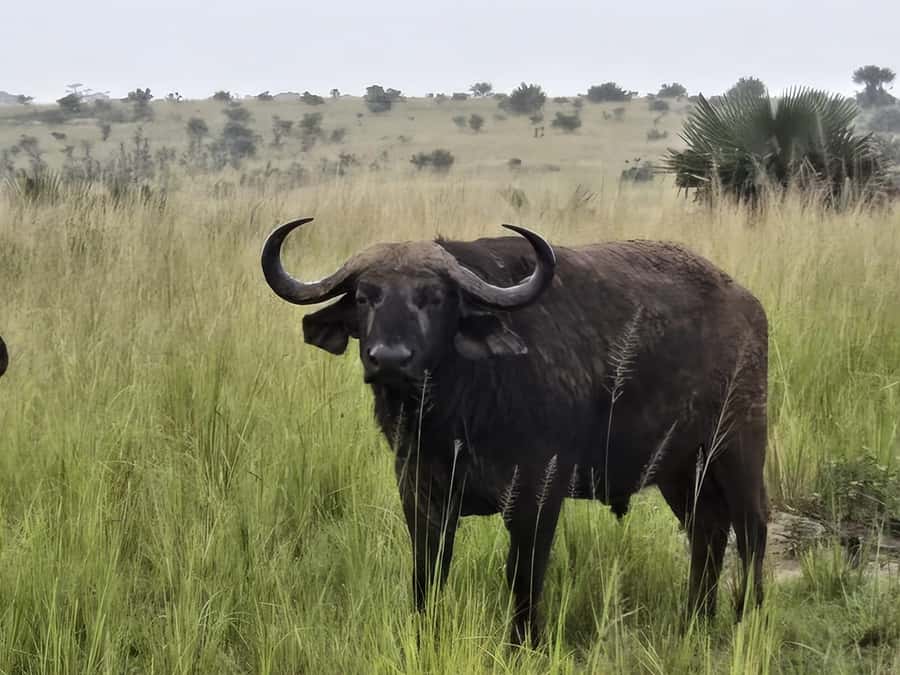 Uganda: 2-Day Murchison Falls Park Safari with Boat cruise - Who will get the most from this safari