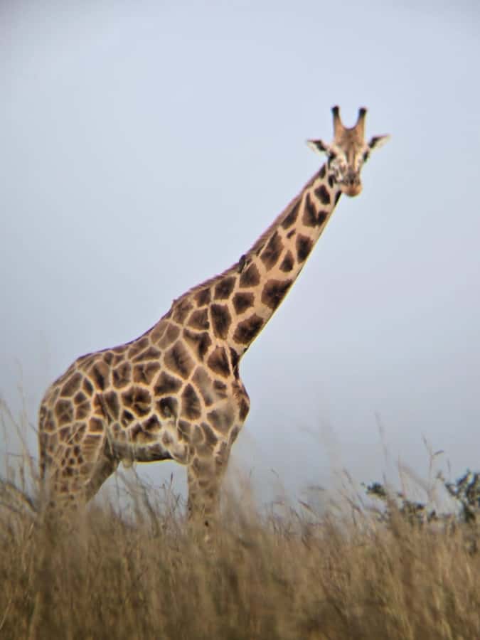 Uganda: 2-Day Murchison Falls Park Safari with Boat cruise - Practical advice before you go