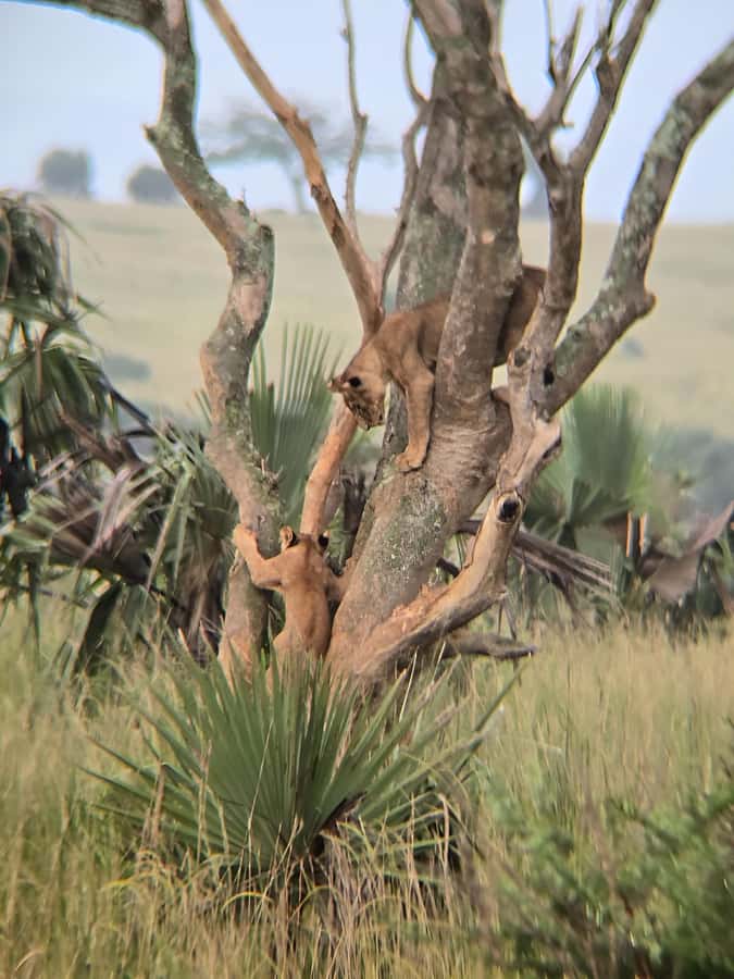 Uganda: 2-Day Murchison Falls Park Safari with Boat cruise - The long road from Kampala or Entebbe