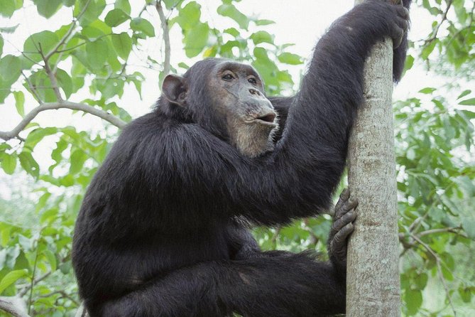 Uganda 4 days Gorilla Trekking - A 6:00 am start and the value of pickup