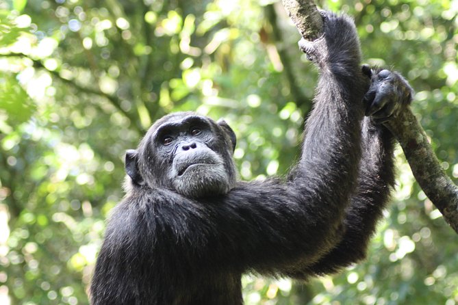 Uganda Wildlife Holiday - 8 Days - Day 5: Game drives and the Kazinga Channel