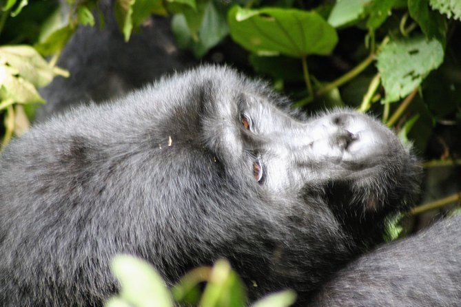 Uganda Wildlife Holiday - 8 Days - Day 7: The mountain gorilla encounter in Bwindi