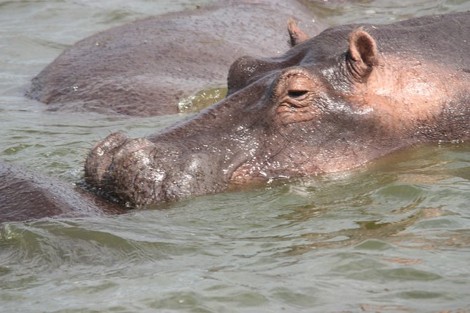 Uganda Wildlife Holiday - 8 Days - Day 8: Nine hours back toward Kampala