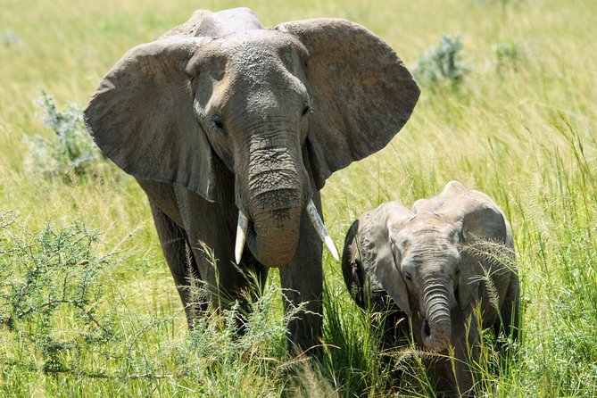 Uganda Wildlife Holiday - 8 Days - Day 3: Chimpanzees and Kibale’s other primates