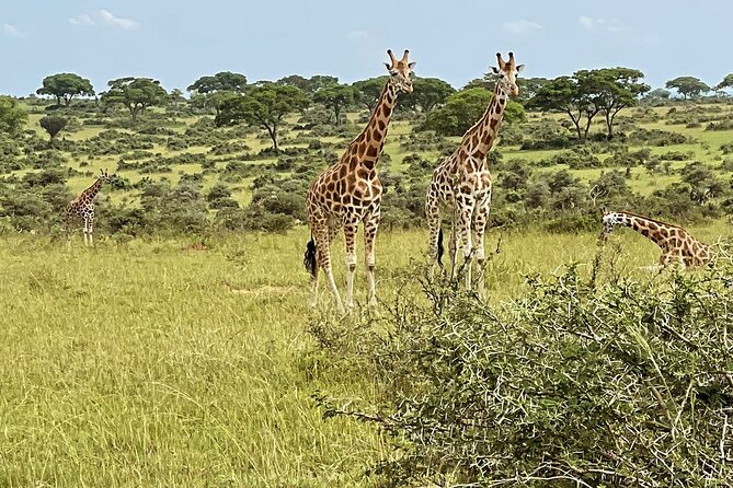 Unforgettable 3 days Murchison falls. - The four details that matter most