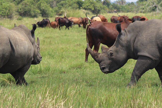 Unforgettable 3 days Murchison falls. - Day 2: An early game drive in Uganda’s biggest park
