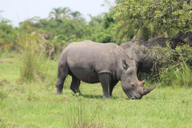 Unforgettable 3 days Murchison falls. - The Nile boat cruise toward Murchison Falls