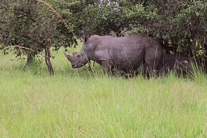 Unforgettable 3 days Murchison falls. - Day 1: Rhino Fund Uganda and the walk to see rhinos
