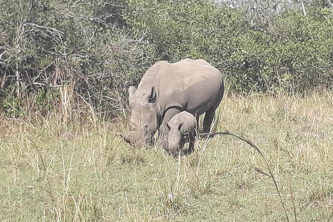 Zziwa Rhino Sanctuary Walking Safari - Why Ziwa Is Worth the Long Drive From Kampala