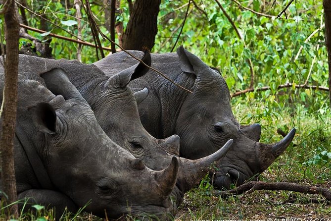 Zziwa Rhino Sanctuary Walking Safari - Leaving Kampala at 6:00 or 7:00 a.m.
