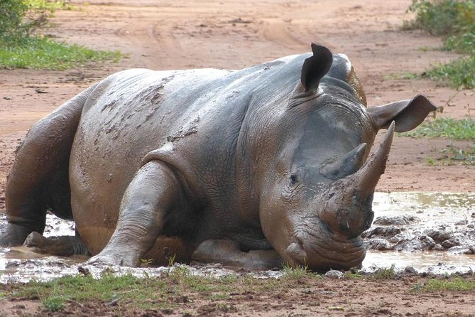 Zziwa Rhino Sanctuary Walking Safari - Walking Through Savannah and Swampland