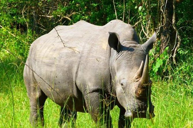Zziwa Rhino Sanctuary Walking Safari - The Rhinos: What You May See