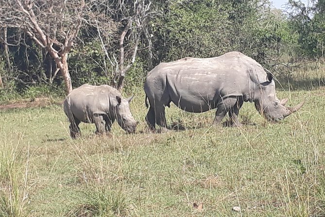 Zziwa Rhino Sanctuary Walking Safari - Lunch, Entry Fees, and the Real Value of $400