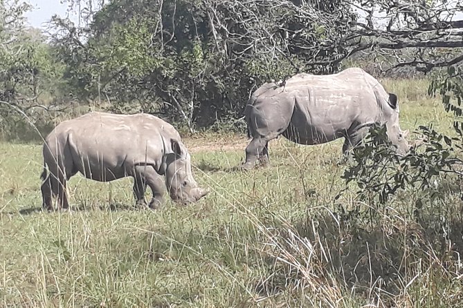 Zziwa Rhino Sanctuary Walking Safari - Who Will Enjoy This Private Day Trip