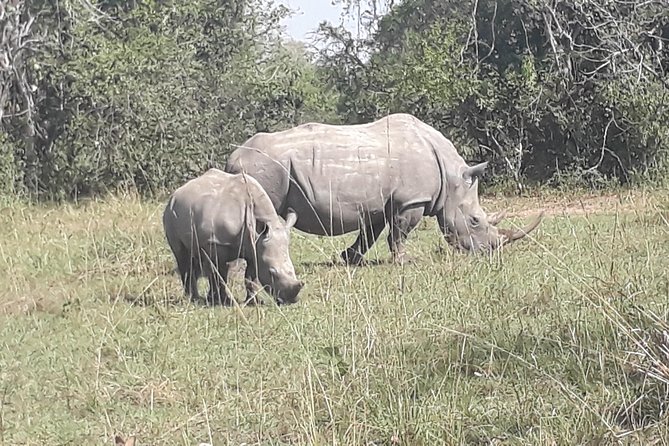 Zziwa Rhino Sanctuary Walking Safari - Practical Questions to Ask Before Booking